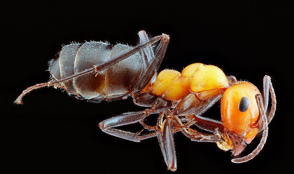 Ant Control service in Chandler, AZ