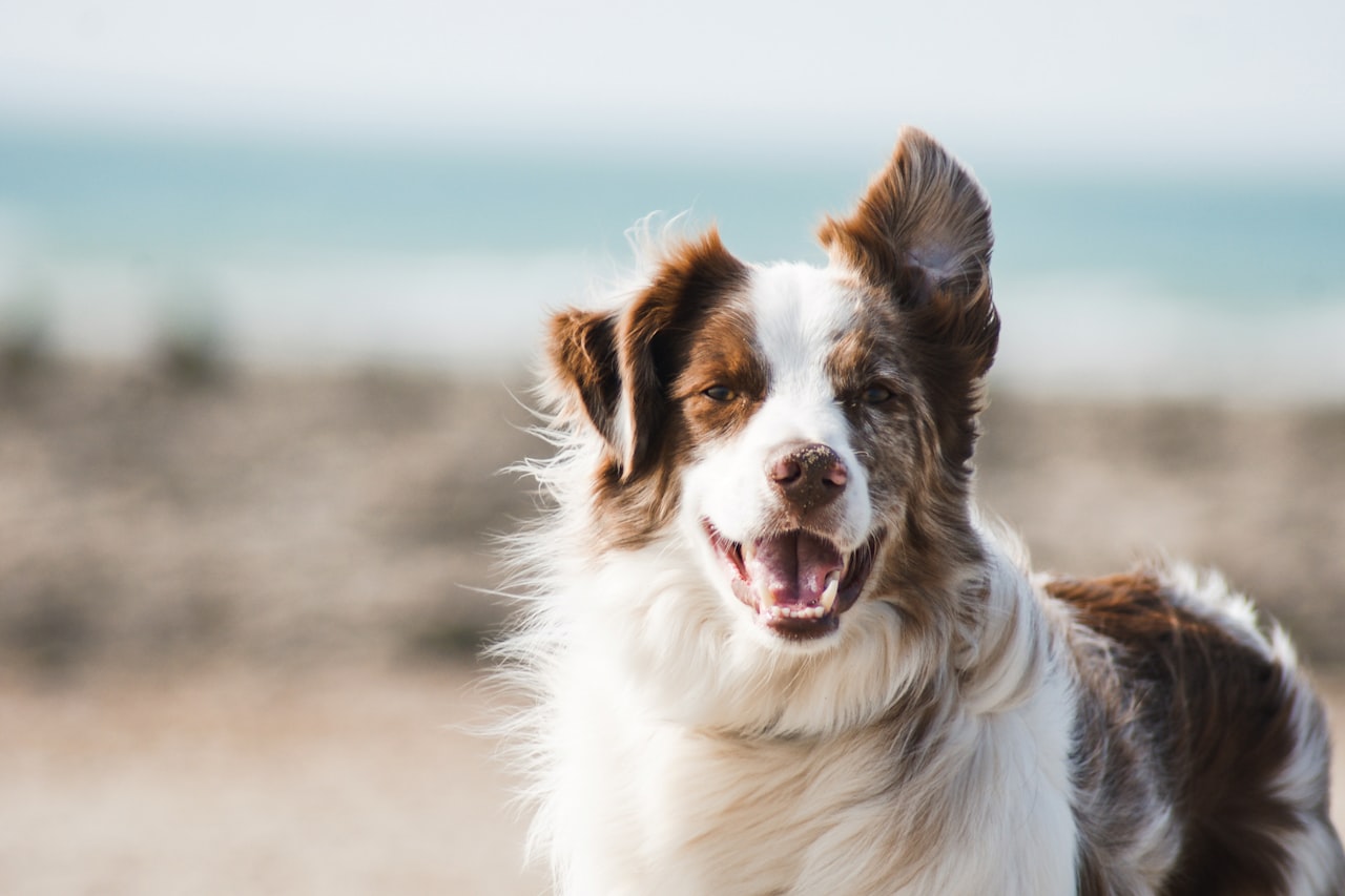 Flea & Tick Control service in Chandler, AZ
