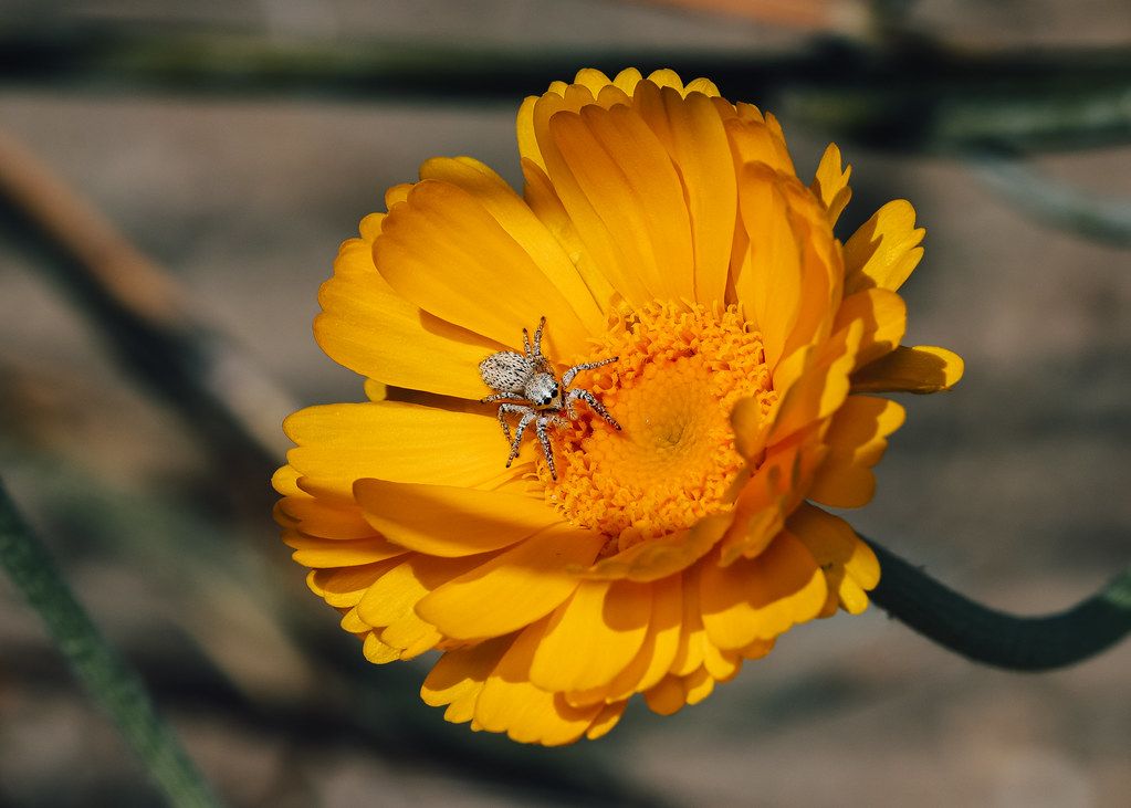 Spider Control service in Chandler, AZ